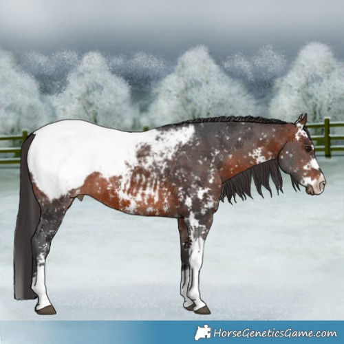 Horse Color:Brown Sabino Appaloosa 