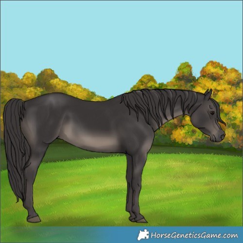 Horse Color:Smoky Black 