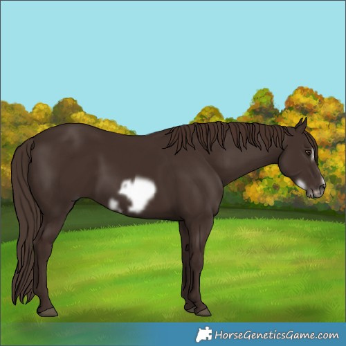Horse Color:Liver Chestnut Frame 