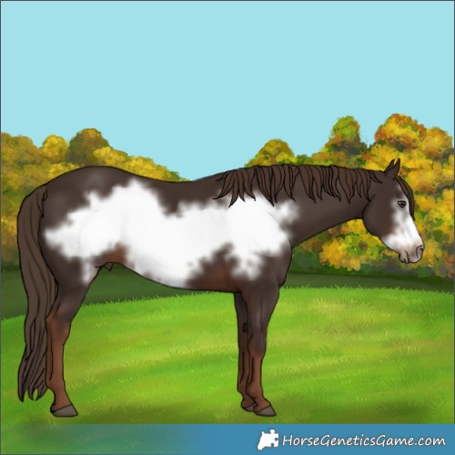 Horse Color:Liver Chestnut Frame 