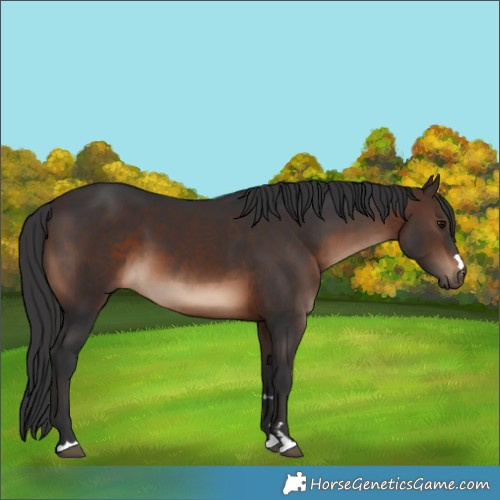 Horse Color:Brown 