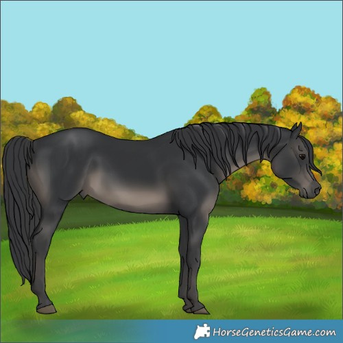 Horse Color:Black 
