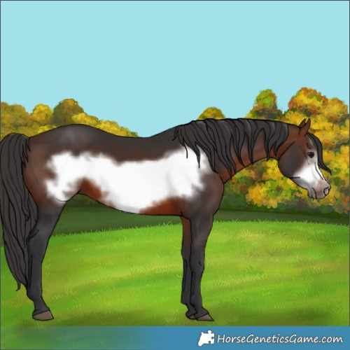 Horse Color:Brown Frame 