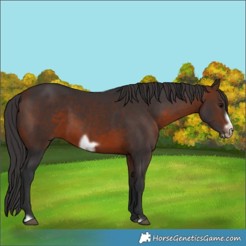 Horse Color:Brown Frame 