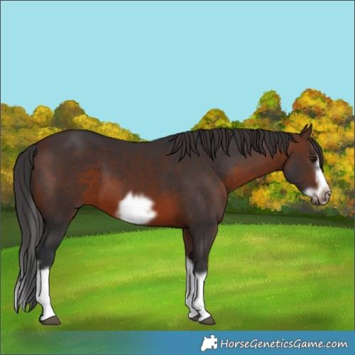 Horse Color:Brown Splash Frame 