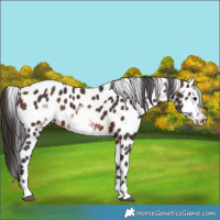 Horse Color:Brown Frame Appaloosa 