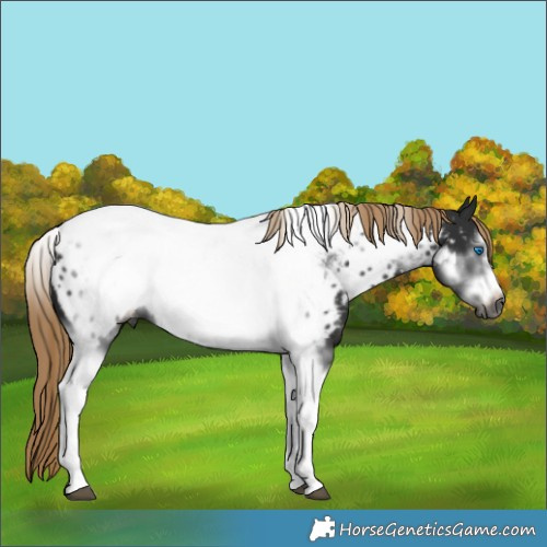Horse Color:Gray Liver Chestnut Tobiano Frame Appaloosa
