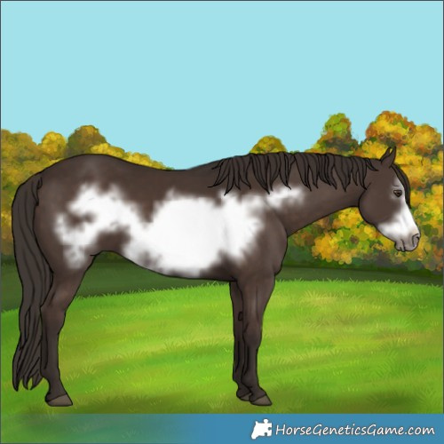 Horse Color:Liver Chestnut Frame