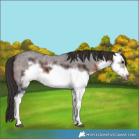 Horse Color:Brown Sabino Frame