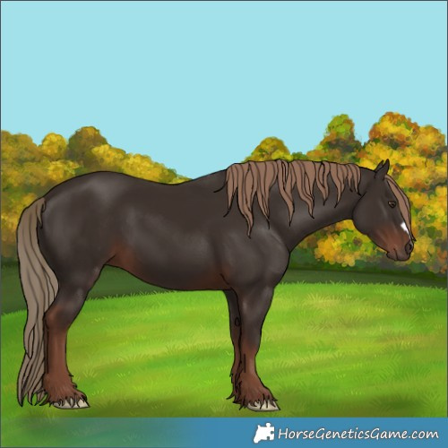 Horse Color:Liver Chestnut 