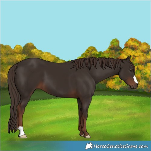 Horse Color:Liver Chestnut 