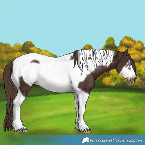 Horse Color:Liver Chestnut Tobiano Frame 