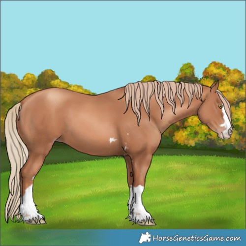 Horse Color:Gold Champagne 