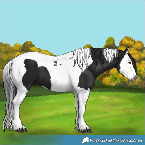 Horse Color:Gray Black Splash Tobiano 