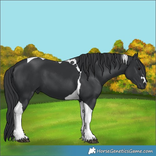 Horse Color:Black Tobiano