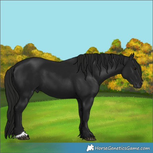 Horse Color:Gray Black 