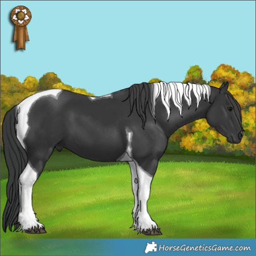 Horse Color:Black Tobiano 