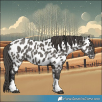 Horse Color:Grullo Tobiano Appaloosa