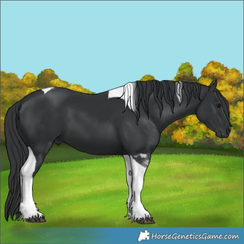 Horse Color:Black Tobiano 