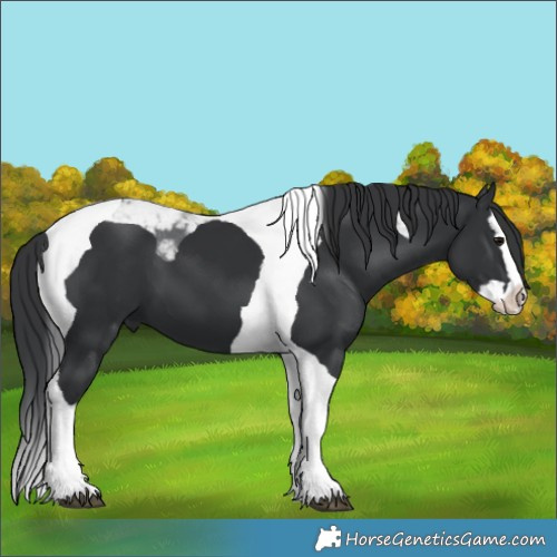 Horse Color:Black Splash Tobiano