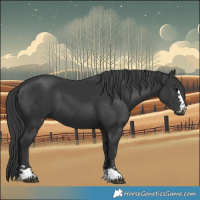 Horse Color:Black 