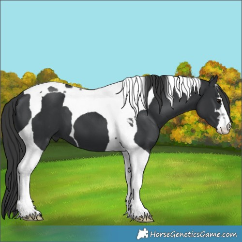 Horse Color:Black Tobiano 