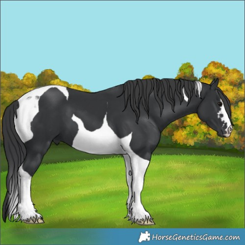 Horse Color:Black Tobiano 