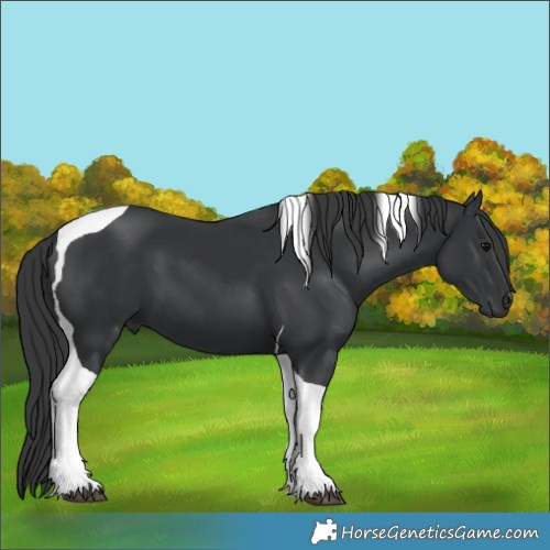 Horse Color:Black Tobiano 