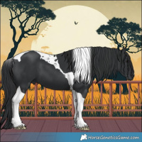 Horse Color:Black Tobiano 