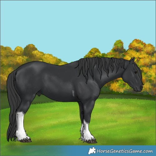 Horse Color:Black Tobiano 