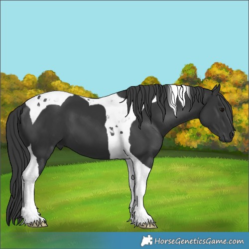 Horse Color:Black Tobiano 