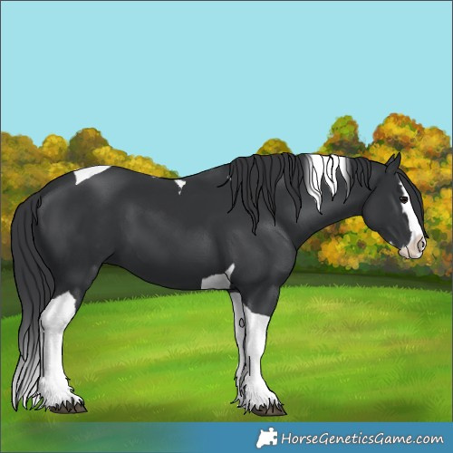 Horse Color:Black Splash Tobiano