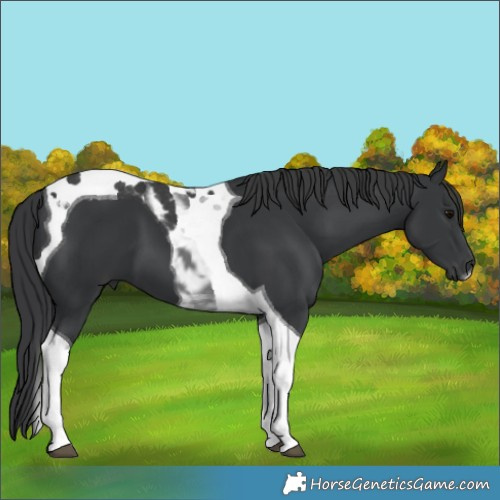 Horse Color:Black Tobiano 