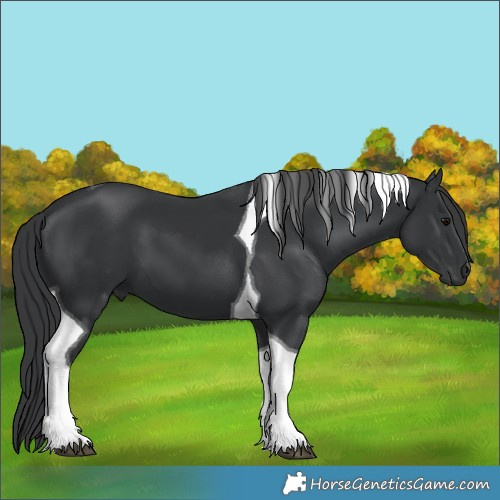 Horse Color:Black Tobiano 