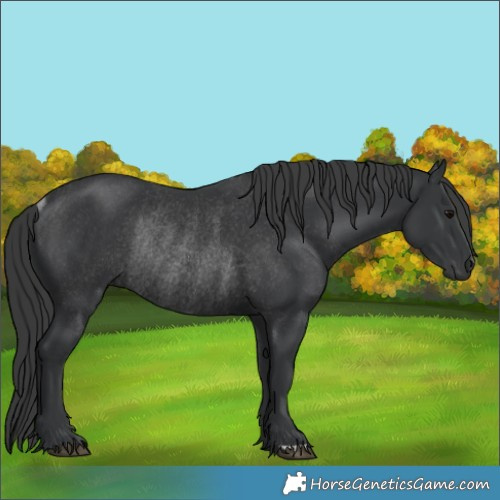 Horse Color:Black Rabicano 