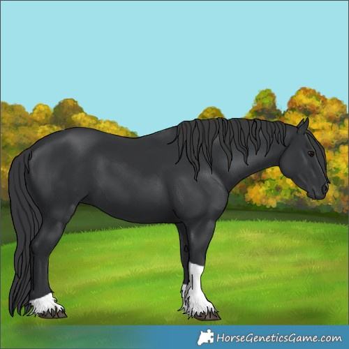 Horse Color:Black Tobiano 