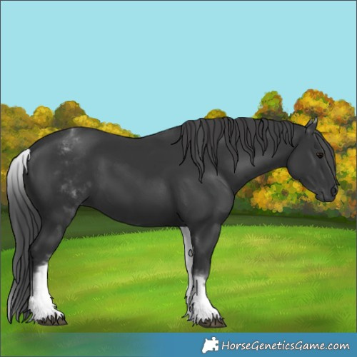 Horse Color:White Spotted Black