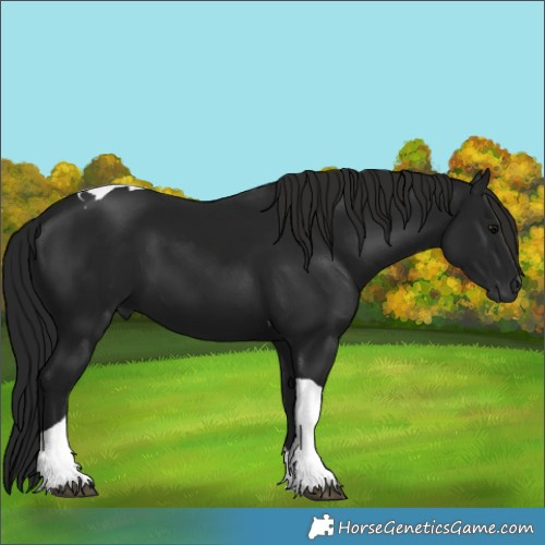 Horse Color:Gray Black Tobiano 