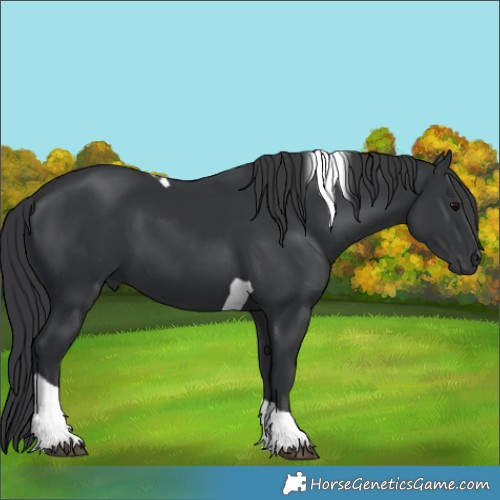Horse Color:Black Tobiano 