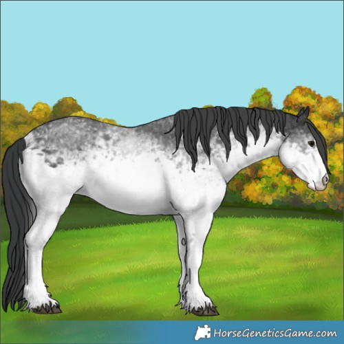 Horse Color:White Spotted Black Rabicano 