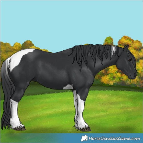 Horse Color:Black Tobiano