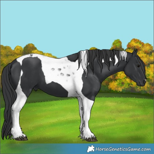 Horse Color:Black Tobiano 