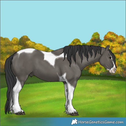 Horse Color:Grullo Splash Tobiano 