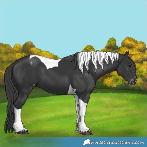 Horse Color:Black Tobiano Appaloosa 