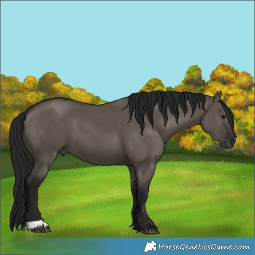 Horse Color:Gray Grullo 
