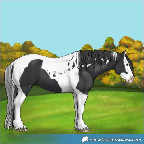 Horse Color:Black Splash Tobiano