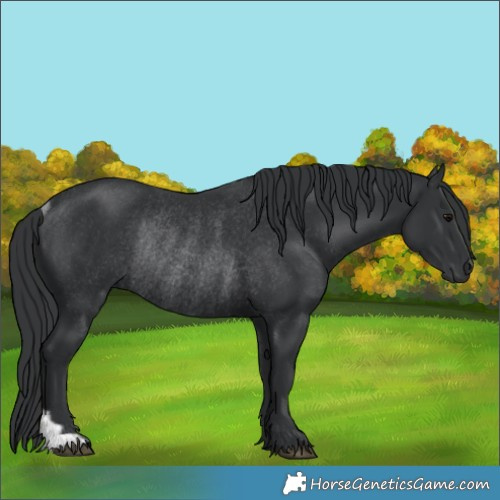 Horse Color:Black Rabicano