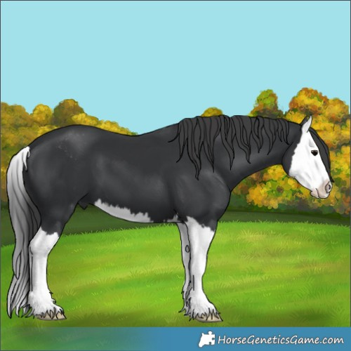 Horse Color:Black Sabino Splash