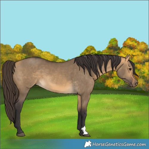 Horse Color:Buckskin Dun 