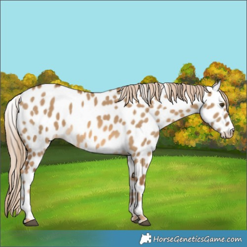 Horse Color:Chocolate Palomino Dun Appaloosa 